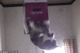 CatsFromTheNile2
