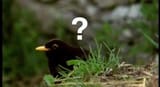 Bird with Question Mark
