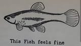 fine