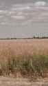 low flying heli in field_thumb.jpg