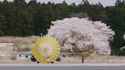 F-2 cherry blossoms landing_thumb.jpg