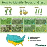 Melor-2022-09-Types-of-Grass-Infograph