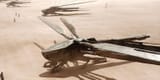 ornithopter-dune-cropped