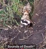 POLECAT
