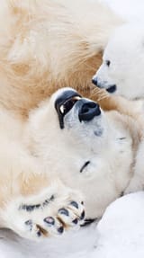 cropped-shutterstock_396707635-390x700
