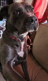 Shitbull 5000