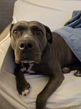 Shitbull 