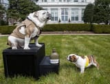 Chesty XIV and XV
