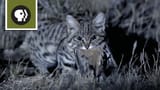 black footed cat
