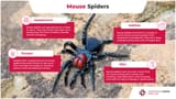 infographic-on-the-mouse-spider