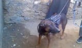 sas dog