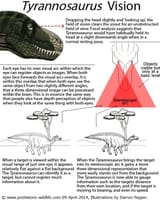 tyrannosaurus-vision