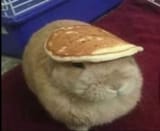 pancake bunnies