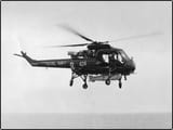 we177-wasp