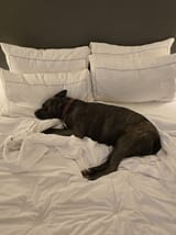 Shitbull 2