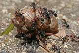 Ants_eating_cicada,_jjron_22.11.2009