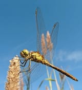 IMG_6810