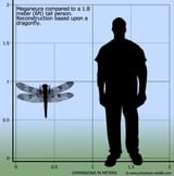 meganeura-size