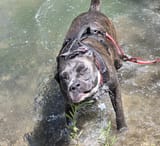 Shitbull 9000