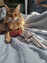 kot