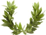 laurel wreath-8133-666fbc0a38069d9ad9620f4e5308daa0@1x