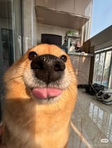 dog looking discombobulated