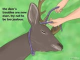 deer