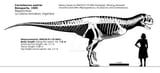carnotaurus_sastrei_skeletal_reconstruction__by_randomdinos_dcv89kk-pre