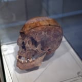 NZF_1860