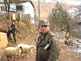 serbnsheep