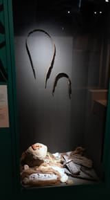 NZF_2260
