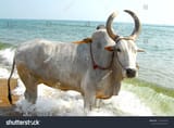 Tamil Nadu cattle