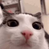 cat reading your post and blinking politely