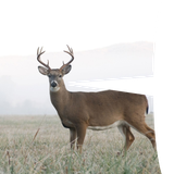 deersays