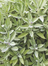 SAGE-2500803110