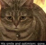 kitten smile and optimism gone
