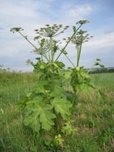 Heracleum sosnowskyi