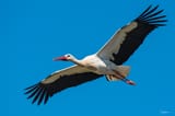 shopimage-storkinflight