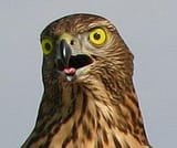 bird...