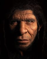 neanderhomo