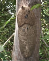 Synoeca_septentrionalis