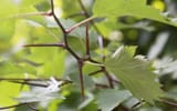 crataegus-grayana_thorns
