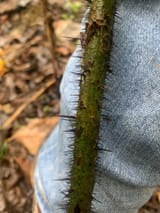 34923265_Smilax_1_