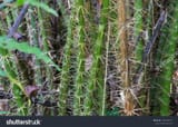 stock-photo-close-up-of-rattan-showing-its-vicious-thorns-and-long-straight-limbs-in-sabah-borneo-malaysia-1492786013