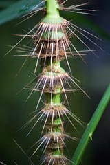 rattan vine
