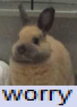 worry bunny