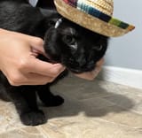 Mexican cat