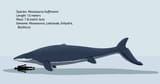 mosasaurus_hoffmanni_by_jatczakdraws_ddkpybo-pre