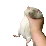 1620329167661