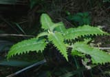 Nettle tree